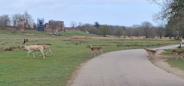 260330 Bradgate.jpg